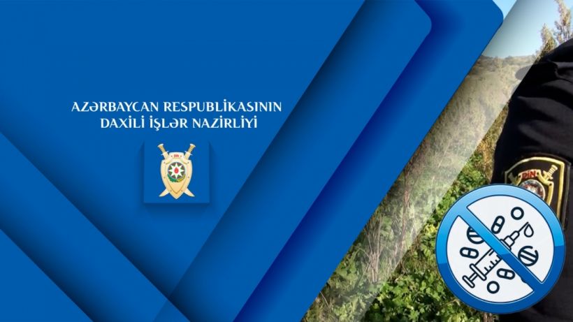 Şuşanın Quşçular kəndində 5 hektar sahədə kultivasiya edilmiş növbəti narkotik plantasiyası aşkarlanıb 