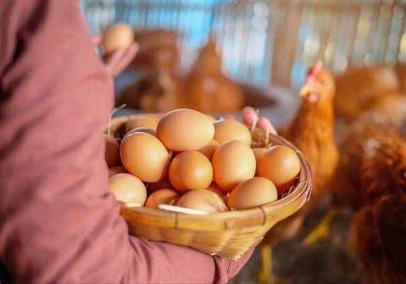 Azərbaycan ilk dəfə Küveytə damazlıq yumurta ixrac edib